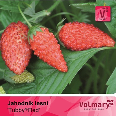 Rostliny - Lesní jahody 'Tubby Red' 12cm