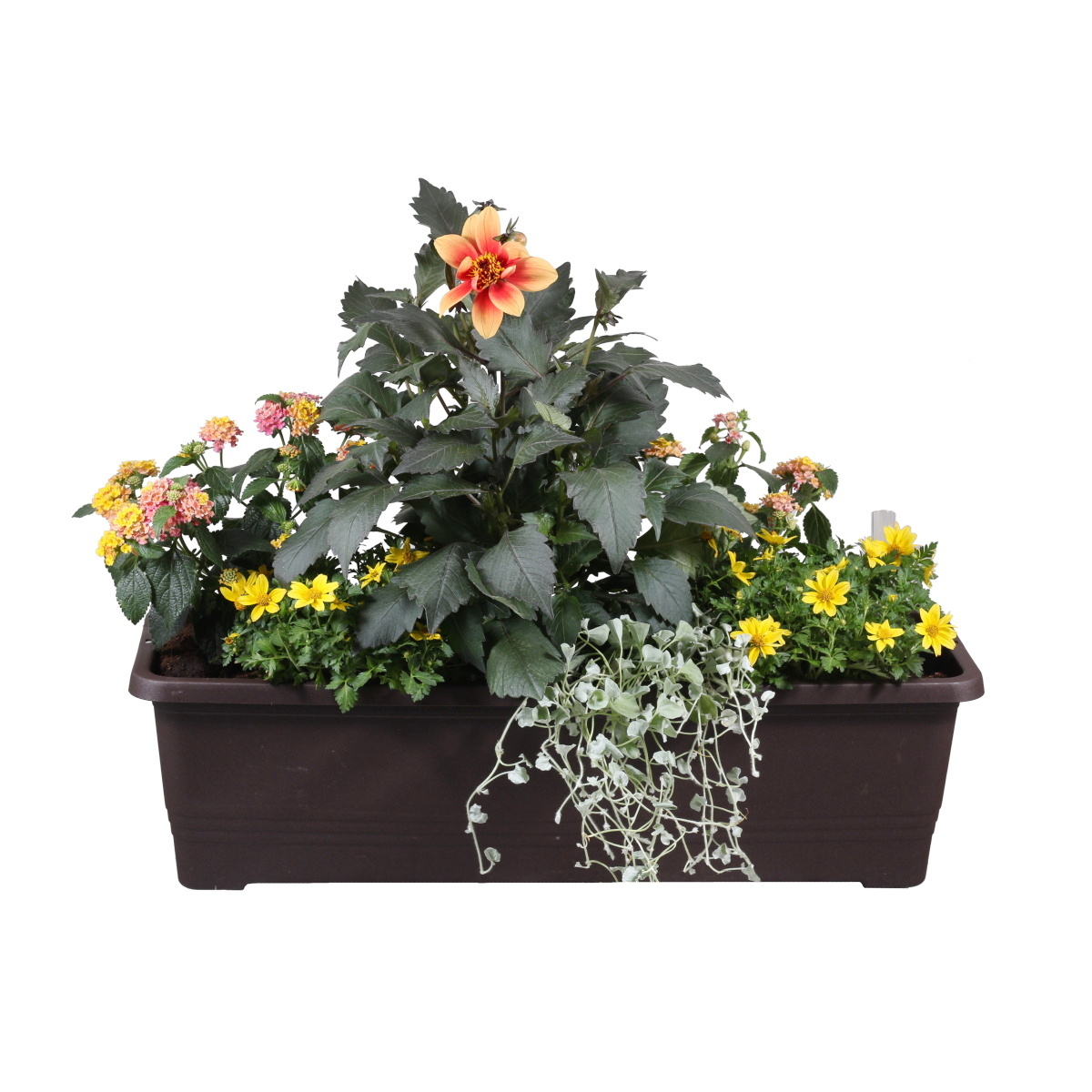 Letní truhlíky - Letní slunovrat truhlík 60cm