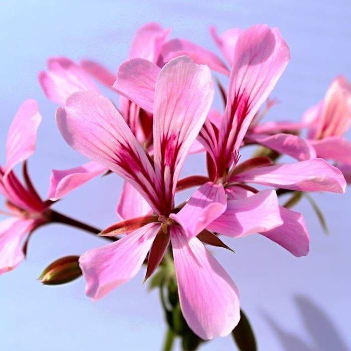 Léto bez starostí Lechuza-2