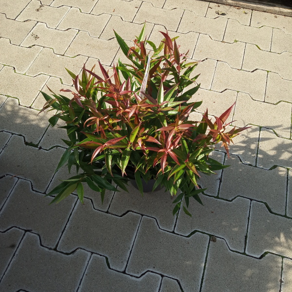 Leucothoe 'Burning Love'®-0