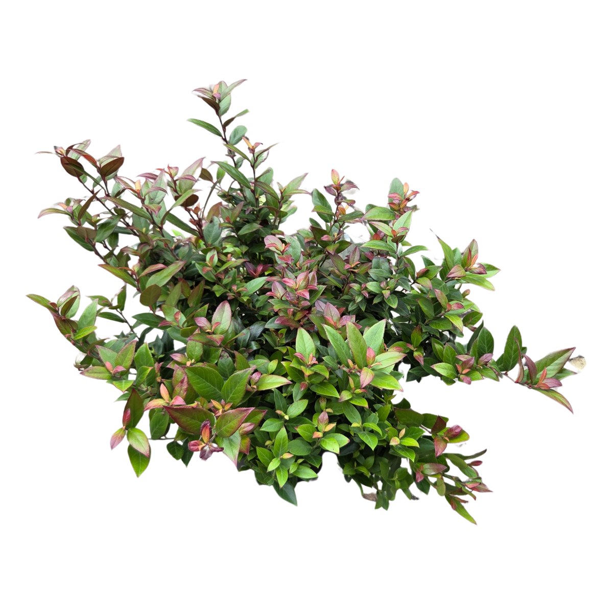 Stálezelené keře - Leukothoe Little Flames květináč 2,5 litru, výška 20/25cm, keř