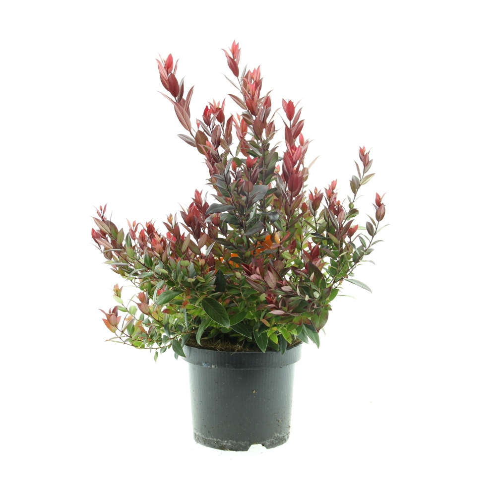 Stálezelené keře - Leukothoe Little Flames květináč 2,5 litru, výška 20/25cm, keř