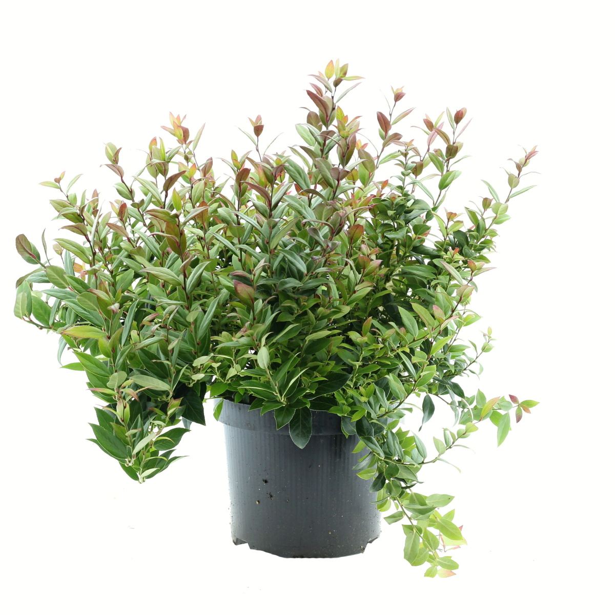 Leukothoe Little Flames květináč 2,5 litru, výška 20/25cm, keř-0