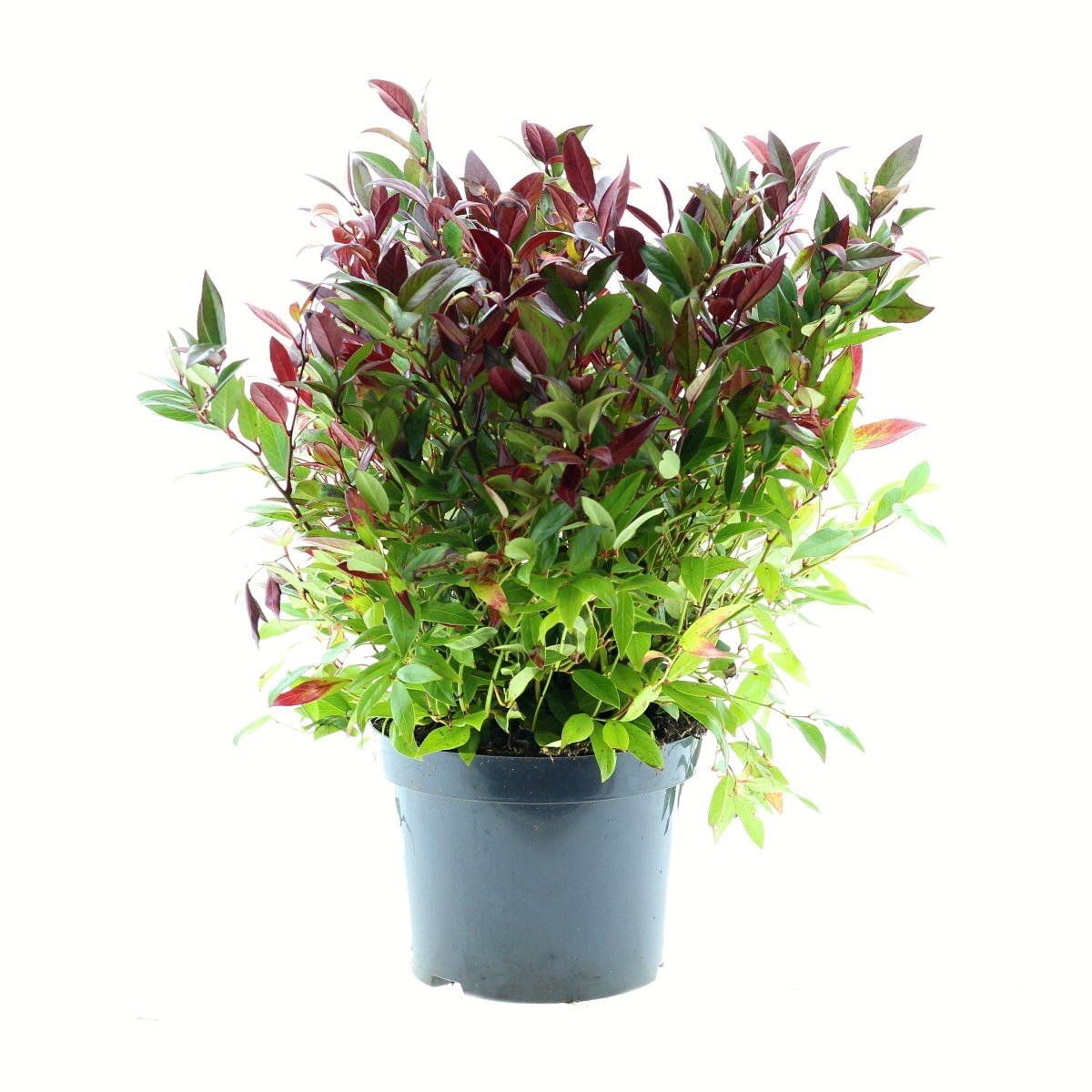 Vřesovištní rostliny - Leukothoe Scarletta výška 30/40cm, květináč  5 litrů