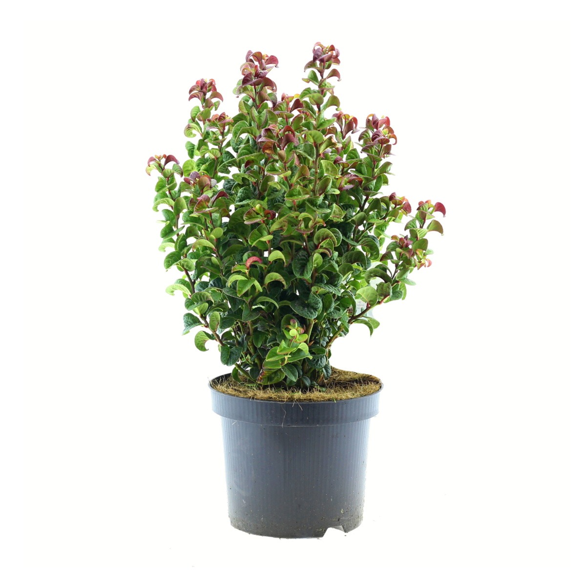 Rostliny - Leukothoe úžlabní Curly Red květináč 2 litry, výška 20/25cm, keř