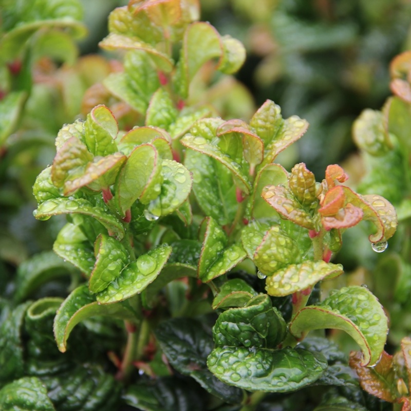 Leukothoe úžlabní Curly Red květináč 2 litry, výška 20/25cm, keř-0