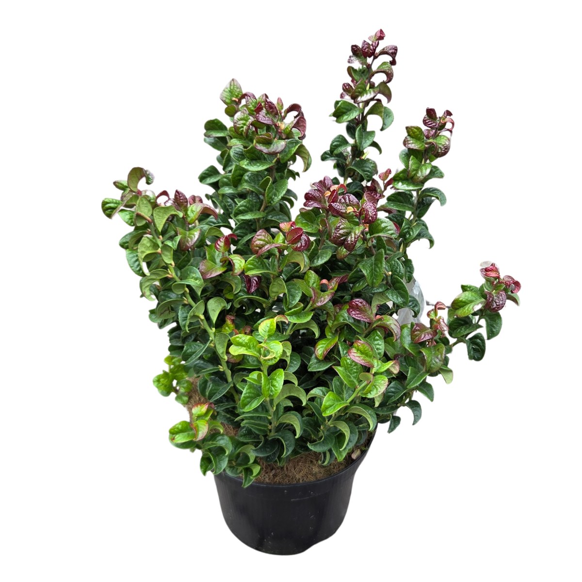 Stálezelené keře - Leukothoe úžlabní 'Twisting Red'® květináč 2,5 litru, výška 20/30cm, keř