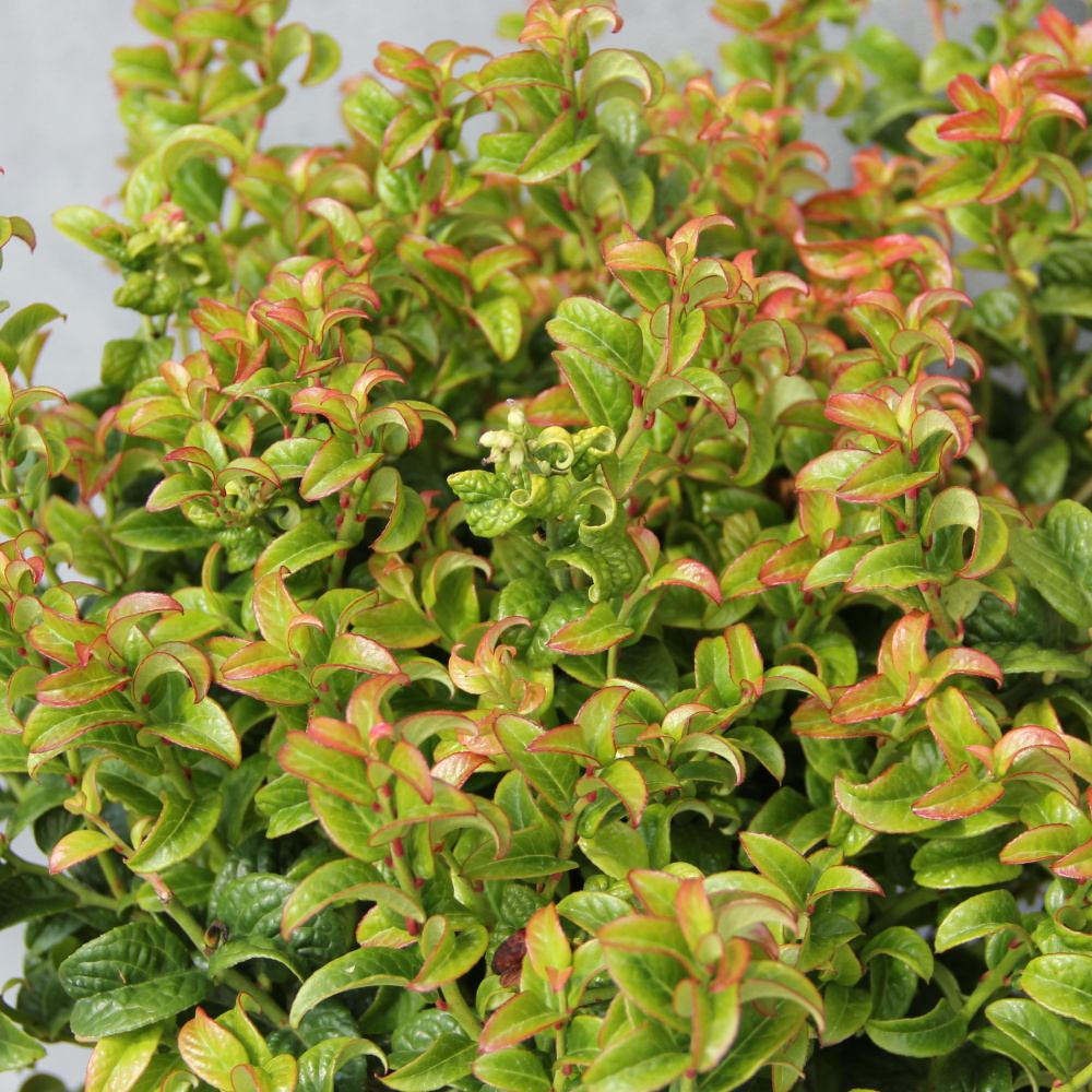 Leukothoe úžlabní 'Twisting Red'® květináč 2,5 litru, výška 20/30cm, keř-0