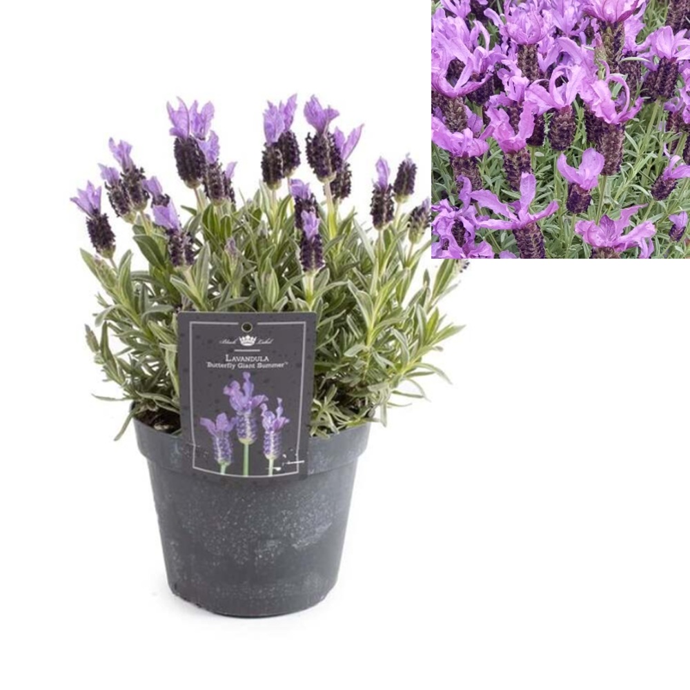 Nádobové květiny - Levandule korunkatá květináč 1,5 litru