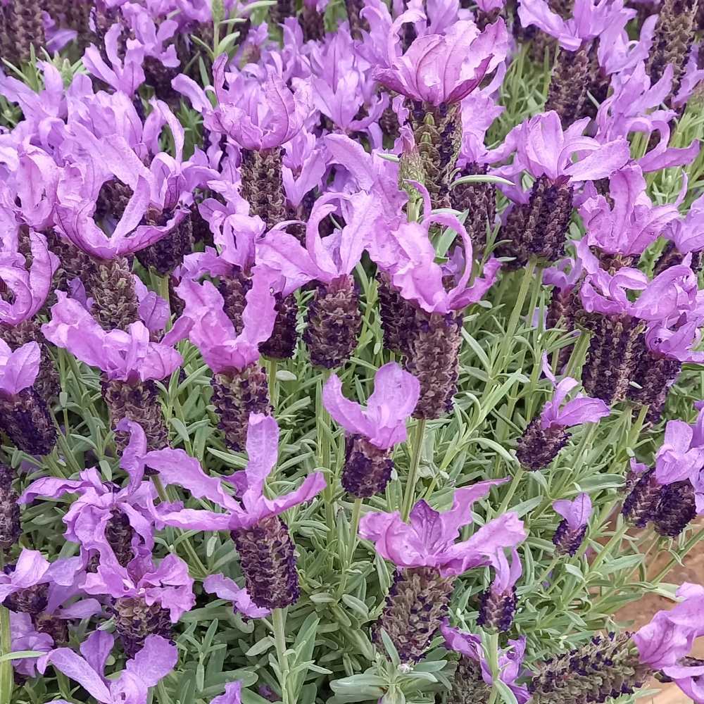 Levandule korunkatá květináč 1,5 litru-0