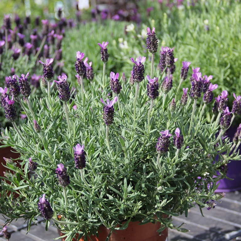 Nádobové květiny - Levandule korunkatá květináč 18cm