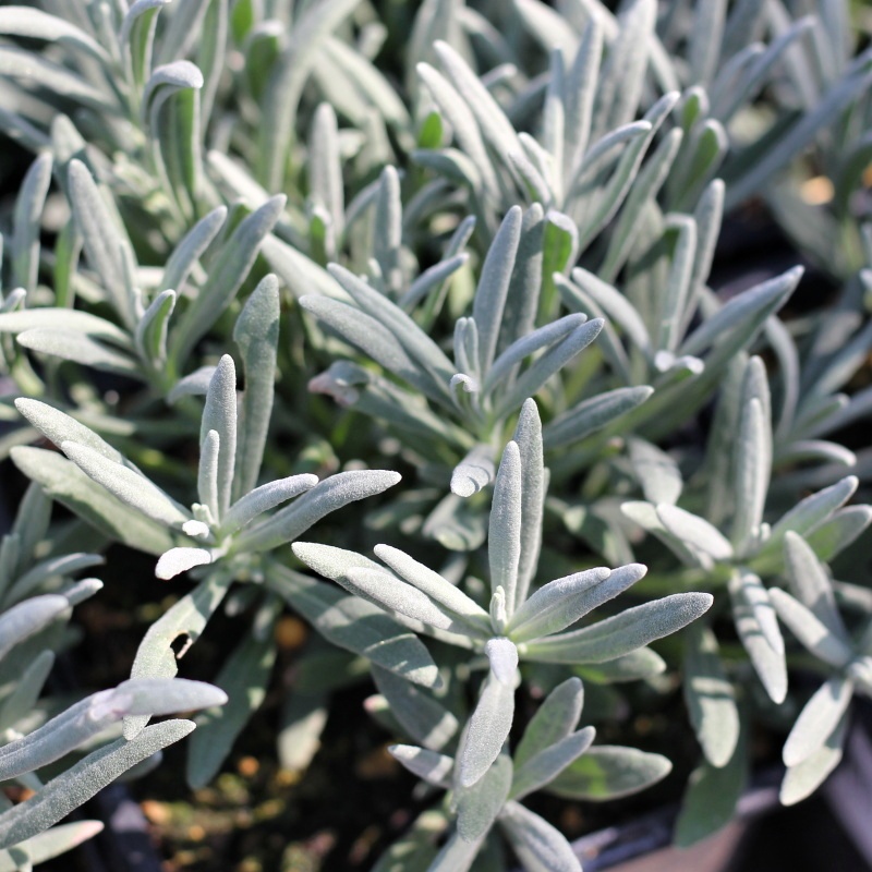 Trvalky - Levandule lékařská 'Edelweiss' 9cm