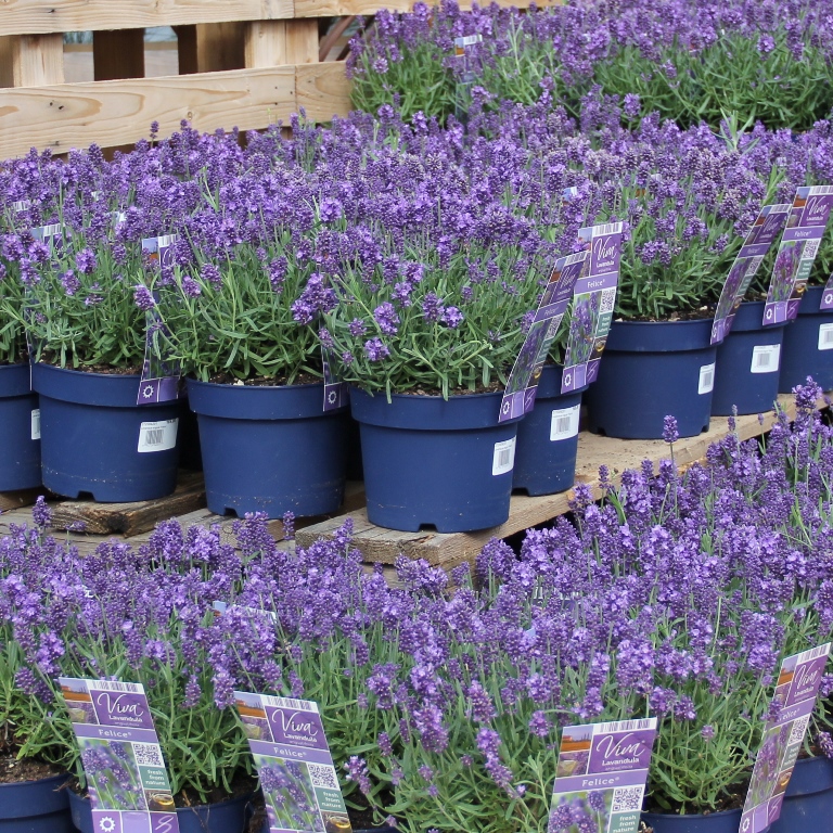 Trvalky - Levandule lékařská 'Felice' 2 litry