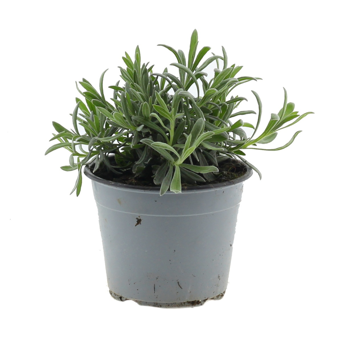 Bylinky - Levandule lékařská květináč 14cm