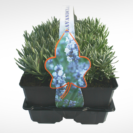 Trvalky - Levandule prostřední 'Edelweiss' 6pack