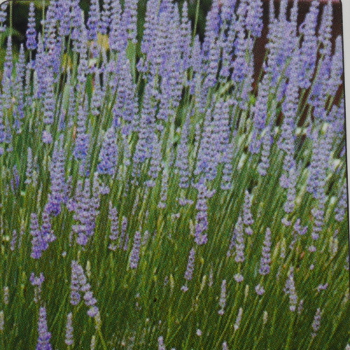 Trvalky - Levandule 'Provence' 9cm