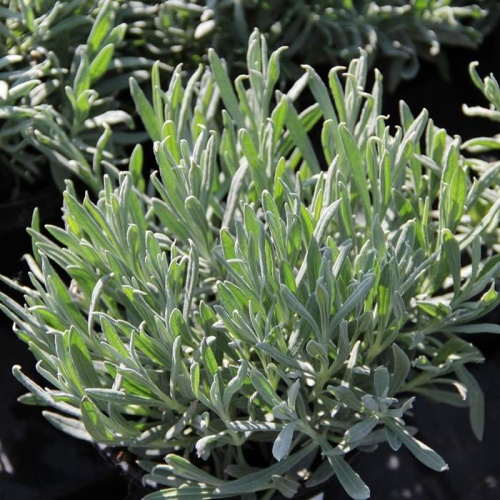 Rostliny - Levandule úzkolistá 12cm