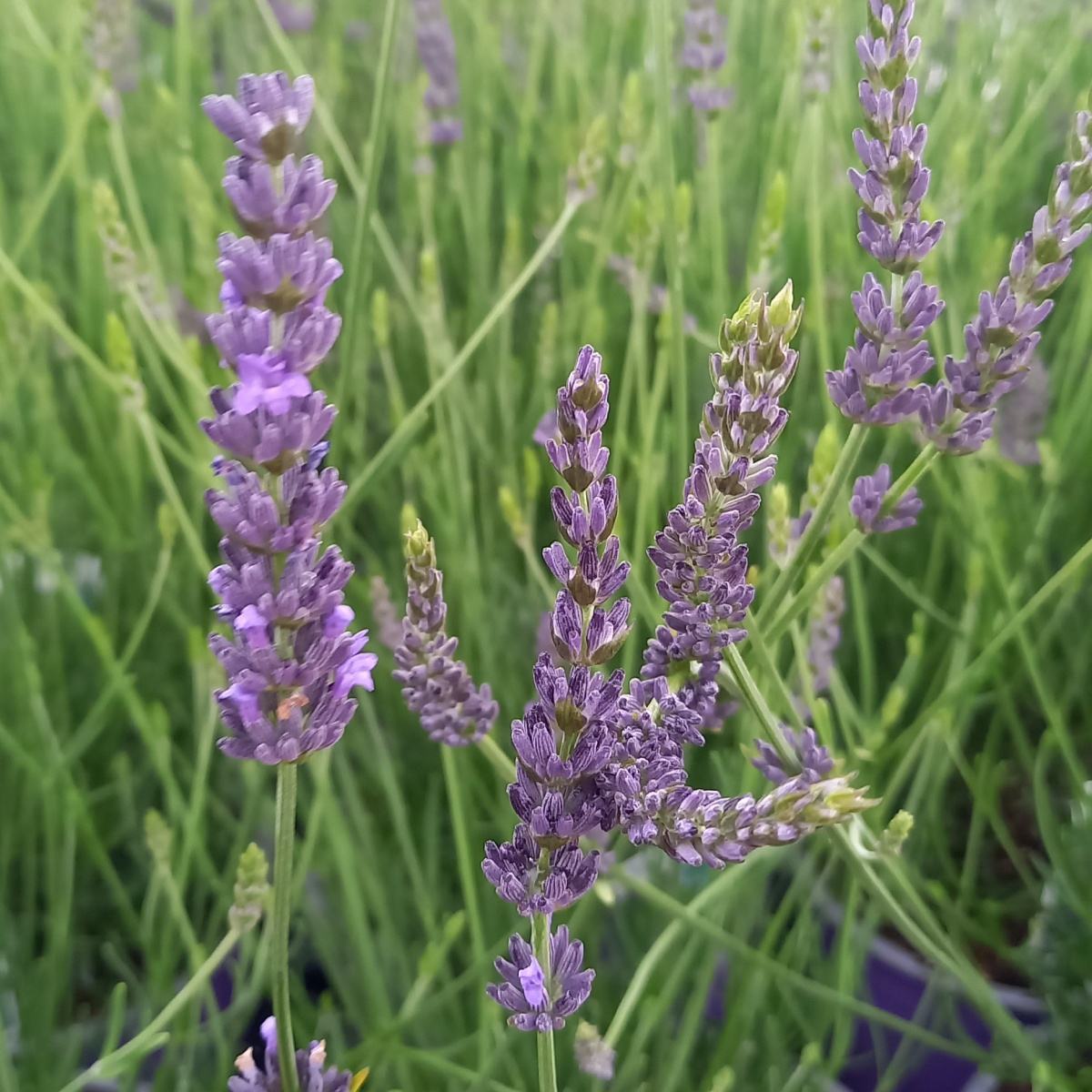 Na slunce - Levandule úzkolistá Arabian Nights květináč 3 litry