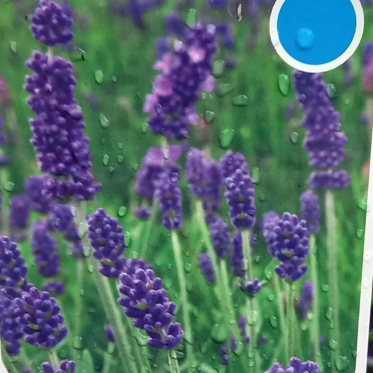 Levandule úzkolistá Arabian Nights květináč 3 litry-0