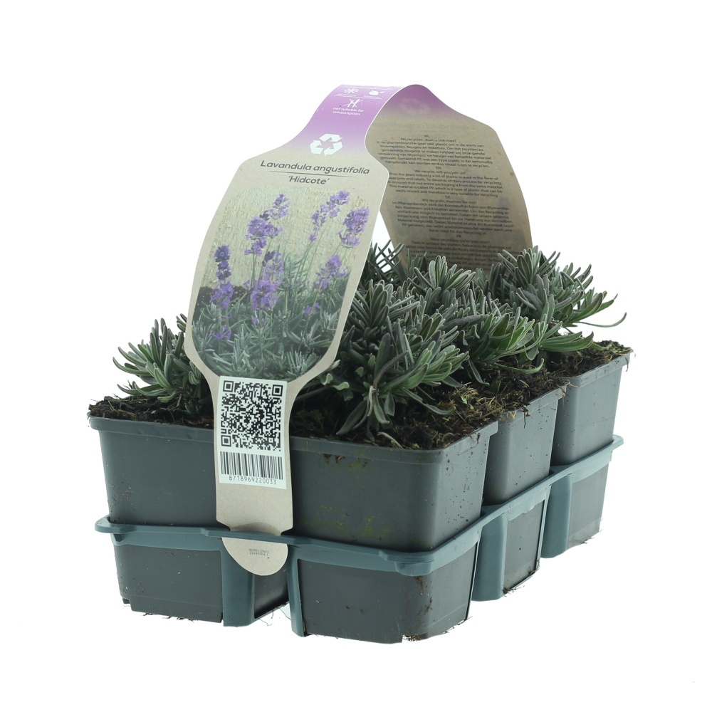 Na slunce - Levandule úzkolistá Hidcote 6pack