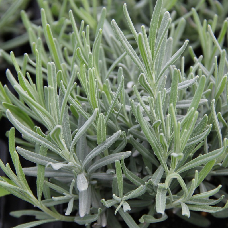 Trvalky - Levandule úzkolistá 'Hidcote Blue' 9cm