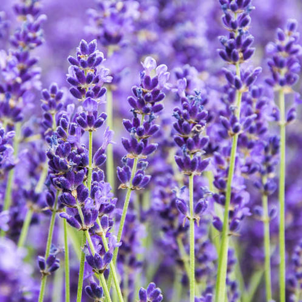 Trvalky - Levandule úzkolistá Hidcote Blue Strain 3 litry