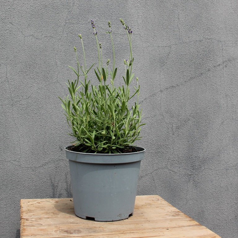 Na slunce - Levandule úzkolistá Hidcote květináč 14cm