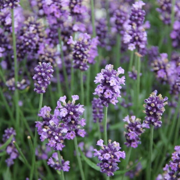 Na slunce - Levandule úzkolistá Hidcote květináč 18cm