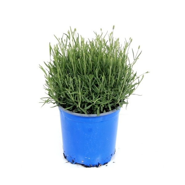 Levandule úzkolistá Hidcote květináč 18cm-0
