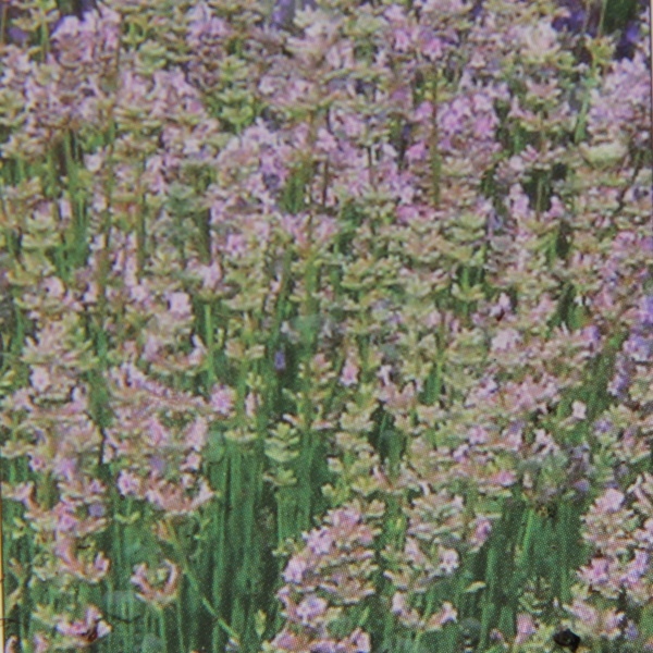 Trvalky - Levandule úzkolistá 'Hidcote Pink' 9cm