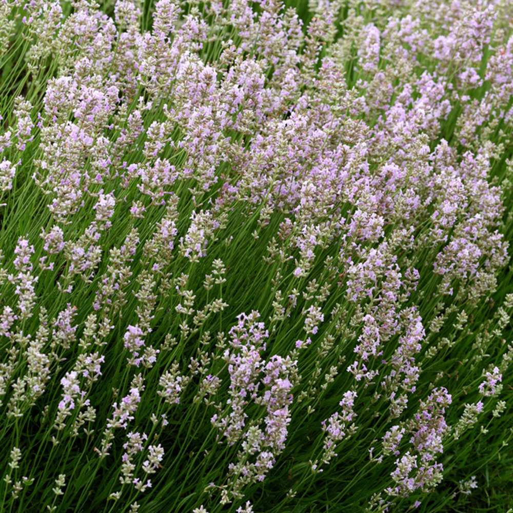 Na slunce - Levandule úzkolistá Hidcote Pink květináč 3 litry