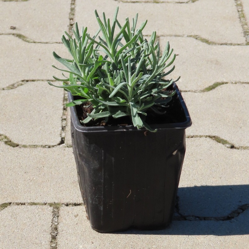 Trvalky - Levandule úzkolistá 'Imperial Gem' květináč 9cm