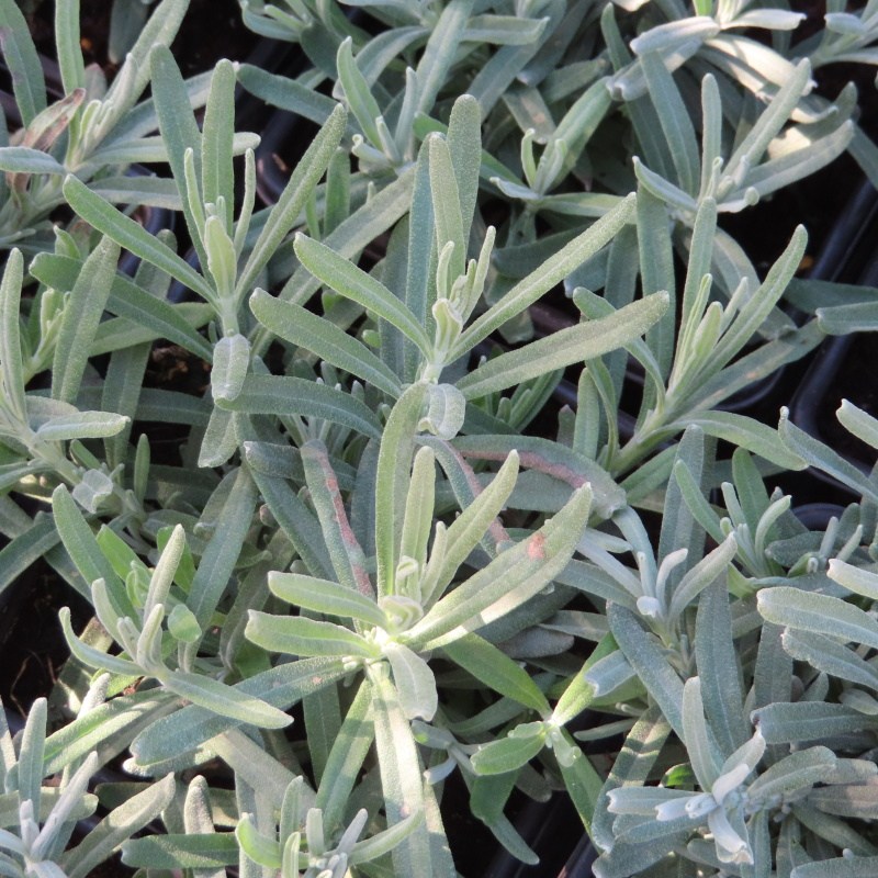 Levandule úzkolistá 'Imperial Gem' květináč 9cm-0