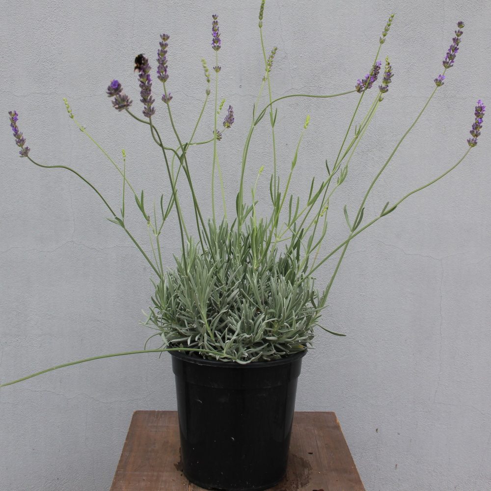 Na slunce - Levandule úzkolistá květináč 18cm