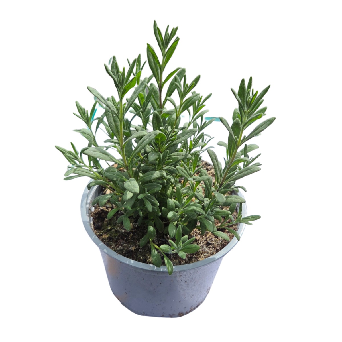 Na slunce - Levandule úzkolistá Lavanto Purple květináč 12cm