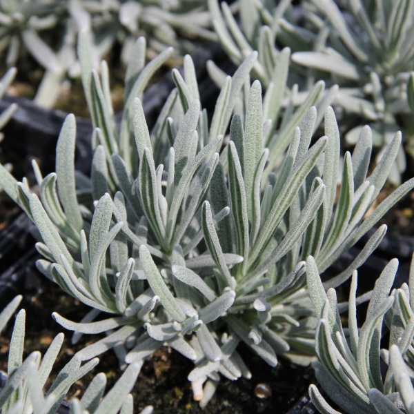 Trvalky - Levandule úzkolistá 'Lavenite M.Molten Silver' 9cm