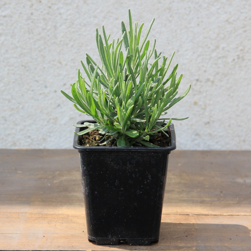 Trvalky - Levandule úzkolistá 'Munstead' květináč 9cm