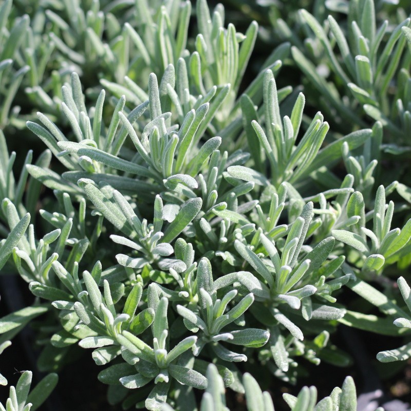 Trvalky - Levandule úzkolistá 'Rosea' 9cm