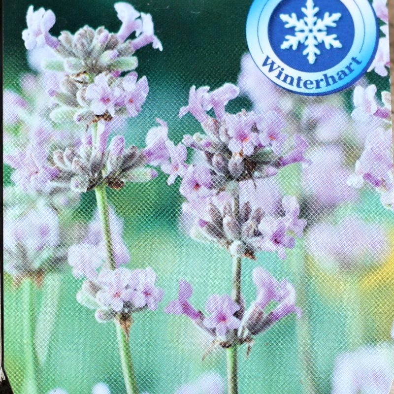 Levandule úzkolistá 'Rosea' 9cm-0