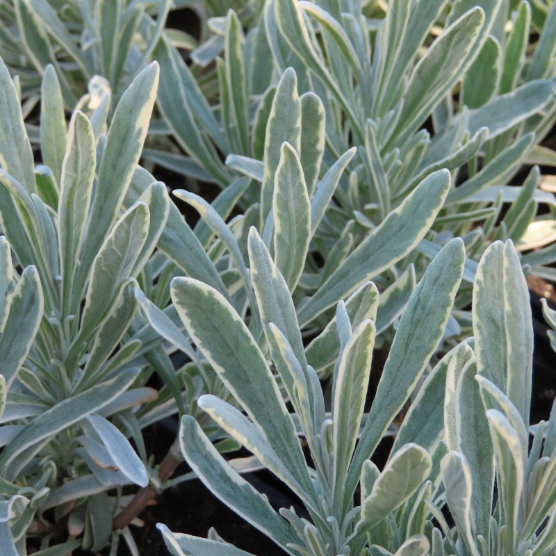 Trvalky - Levandule úzkolistá 'Silver Edge'® květináč 9cm