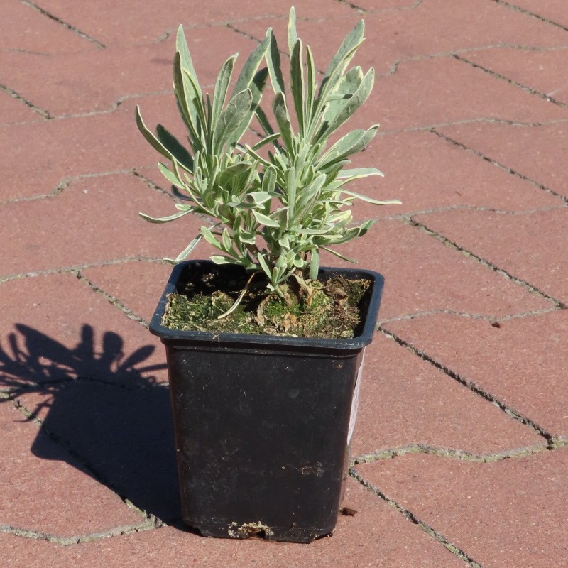 Levandule úzkolistá 'Silver Edge'® květináč 9cm-0