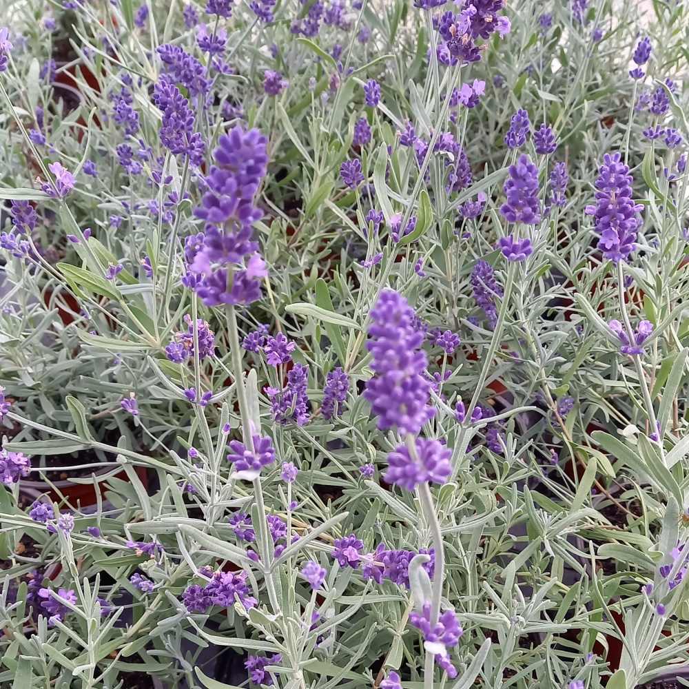 Rostliny - Levandule úzkolistá  Vienco Purple květináč 12cm
