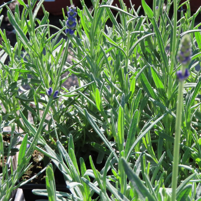 Levandule úzkolistá 'Vienco Purple' květináč 9cm-0