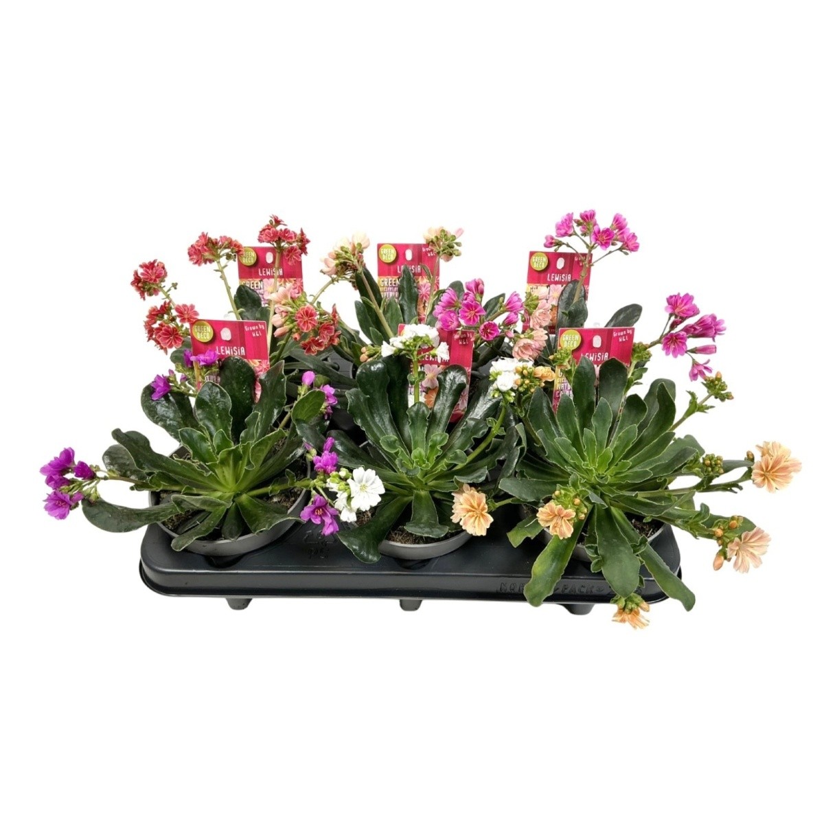 Skalničky - Levisie květnatá mix, květináč 13cm