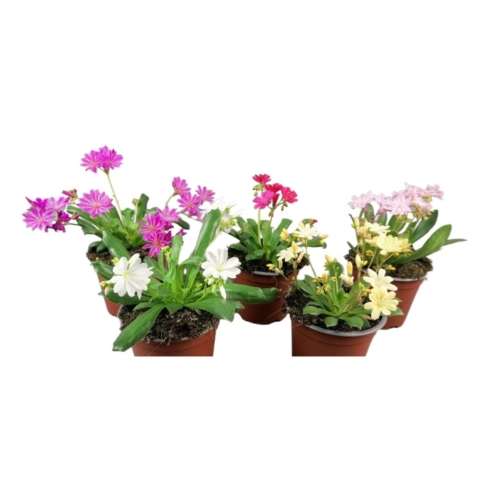 Skalničky - Levisie květnatá Select květináč 9cm