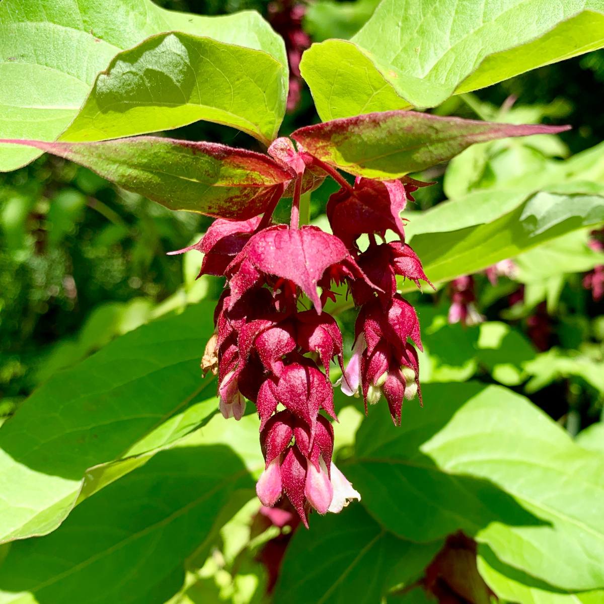 Keře okrasné květem - Leycestérie krásná Purple Rain výška 40-60cm, květináč 6 litrů