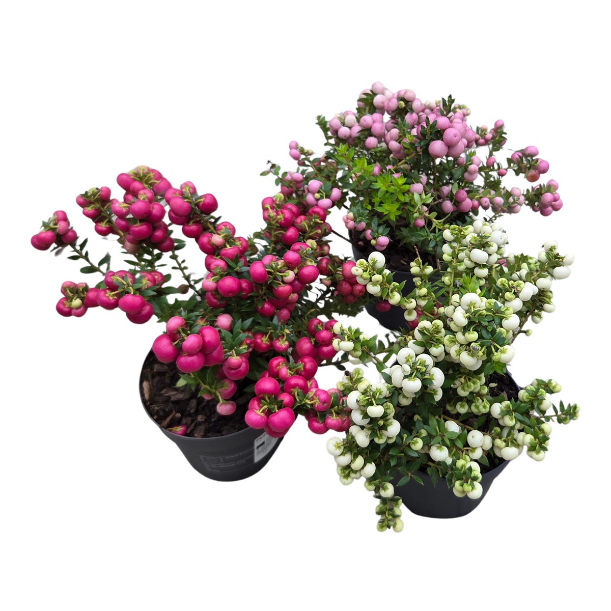 Podzimní rostliny - Libavka hrotitá mix, květináč 10,5cm