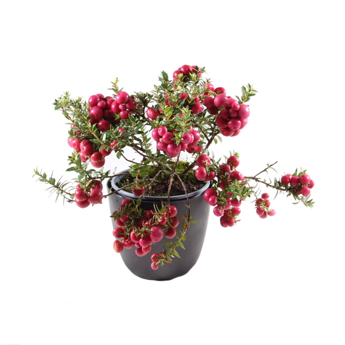 Libavka hrotitá mix, květináč 10,5cm-0