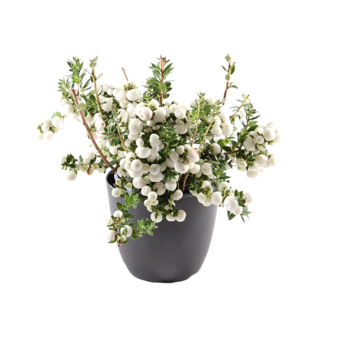 Libavka hrotitá mix, květináč 10,5cm-1