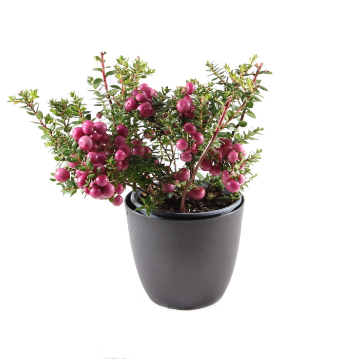 Libavka hrotitá mix, květináč 10,5cm-2